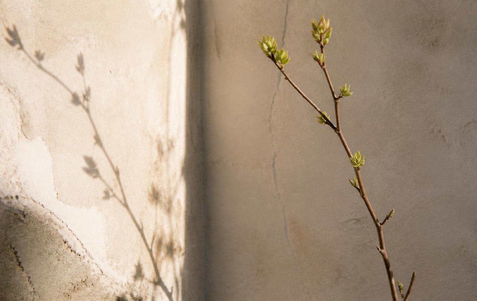 A slender branch of new spring buds against a sunlit plaster wall